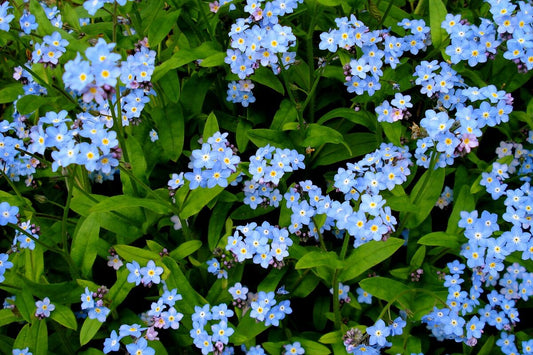 Alpine Forget-Me-Not, State Flower of Alaska