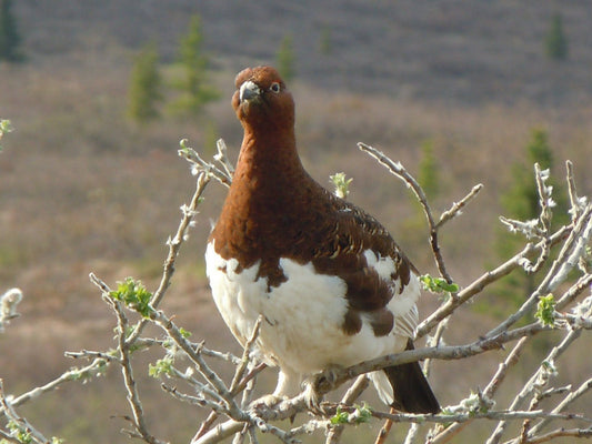 Willow Ptarmigan, State Bird of Alaska