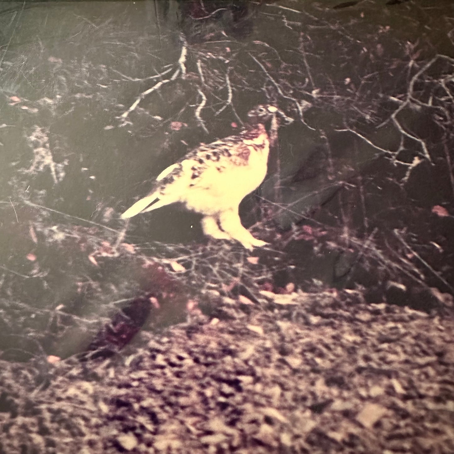 Willow Ptarmigan Photo Print in Matte, Mint/Sealed