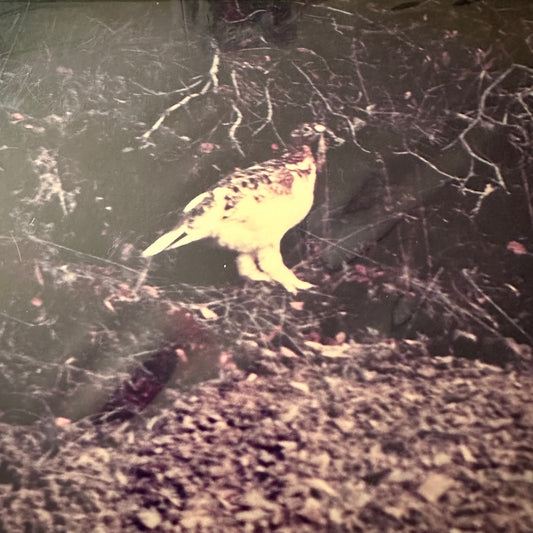 Willow Ptarmigan Photo Print in Matte, Mint/Sealed