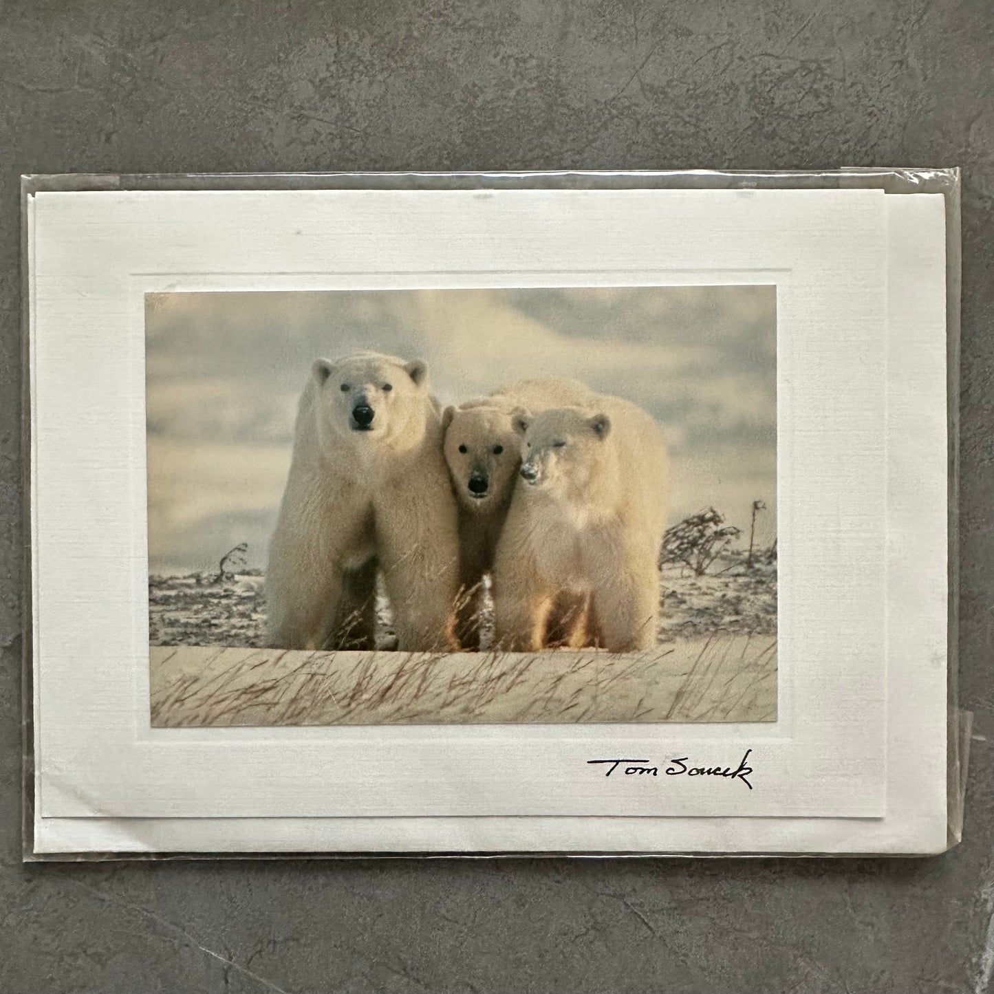 "Polar Bear #4" Color Photo Card, 6.75"X5" Art Print