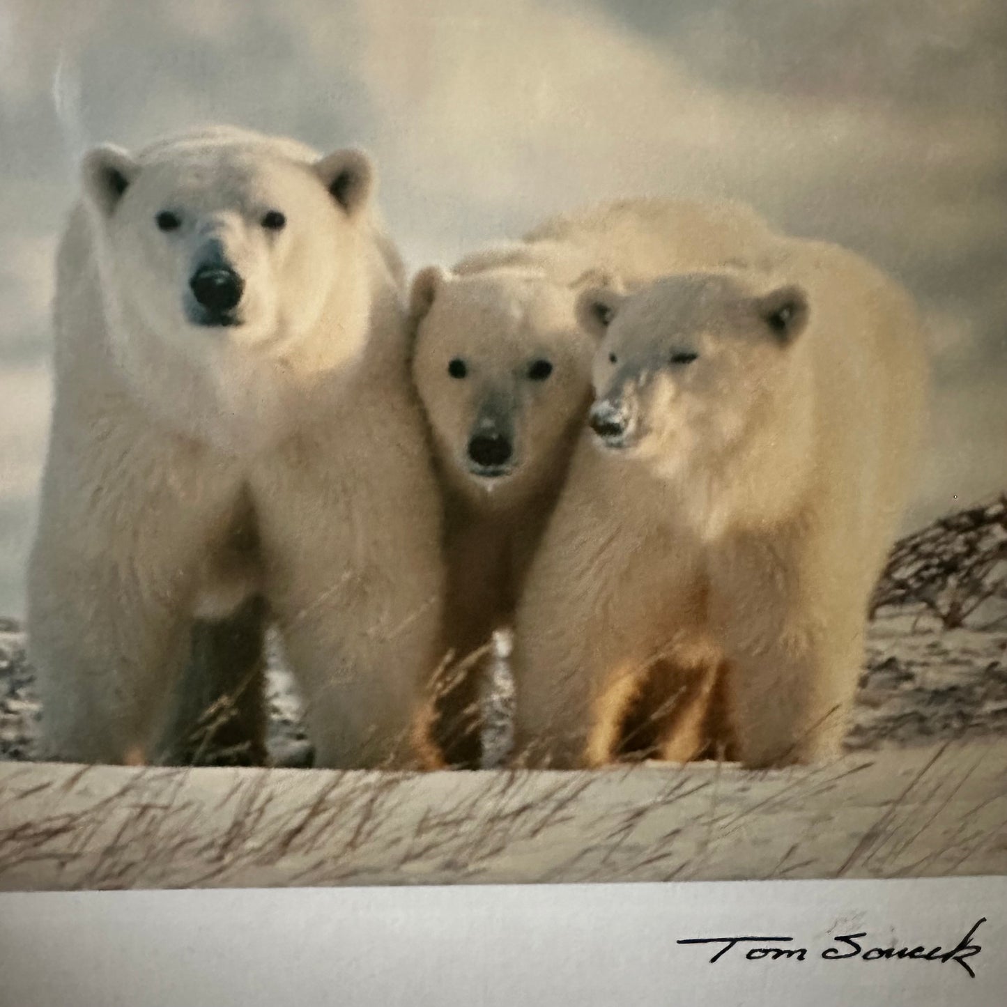 "Polar Bear #4" Color Photo Card, 6.75"X5" Art Print
