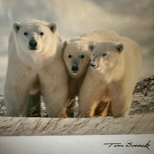 "Polar Bear #4" Color Photo Card, 6.75"X5" Art Print
