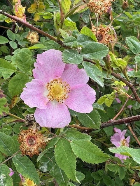 Facial Cleanser - Rosewater Spring (Dry/Sensitive)