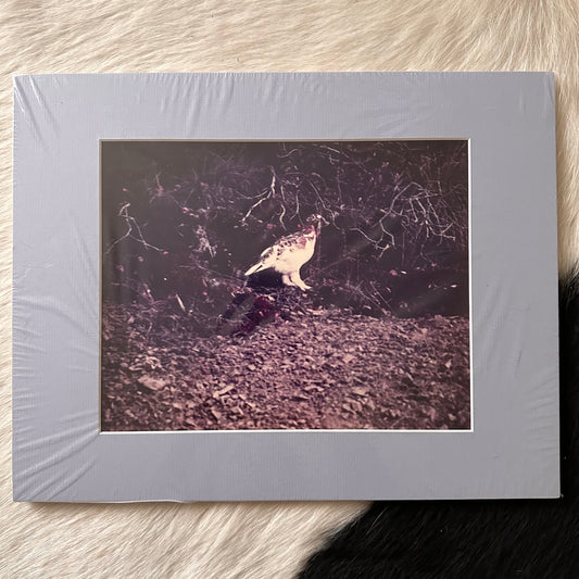 Willow Ptarmigan Photo Print in Matte, Mint/Sealed