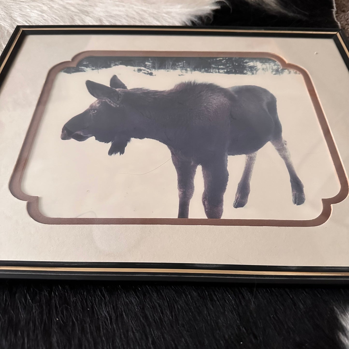 Moose Photo in Custom Matte & Frame