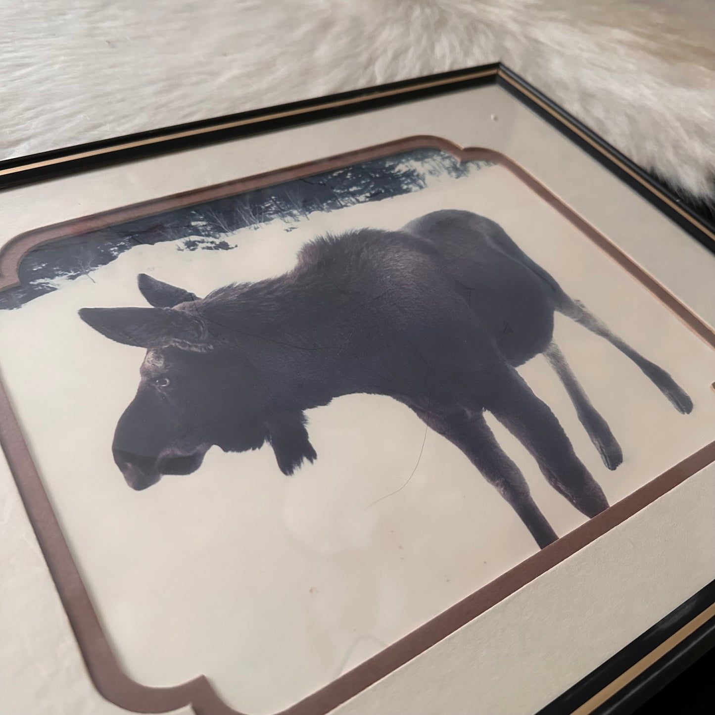 Moose Photo in Custom Matte & Frame