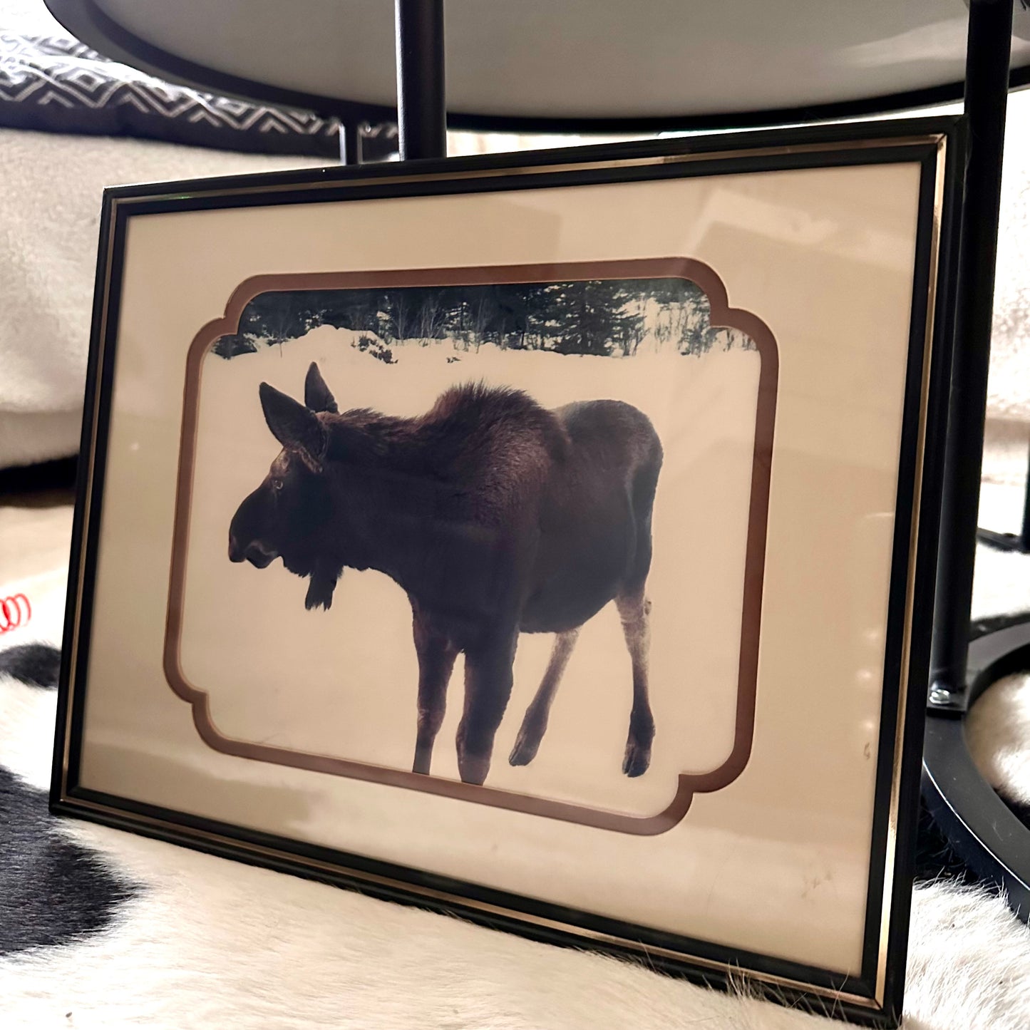 Moose Photo in Custom Matte & Frame