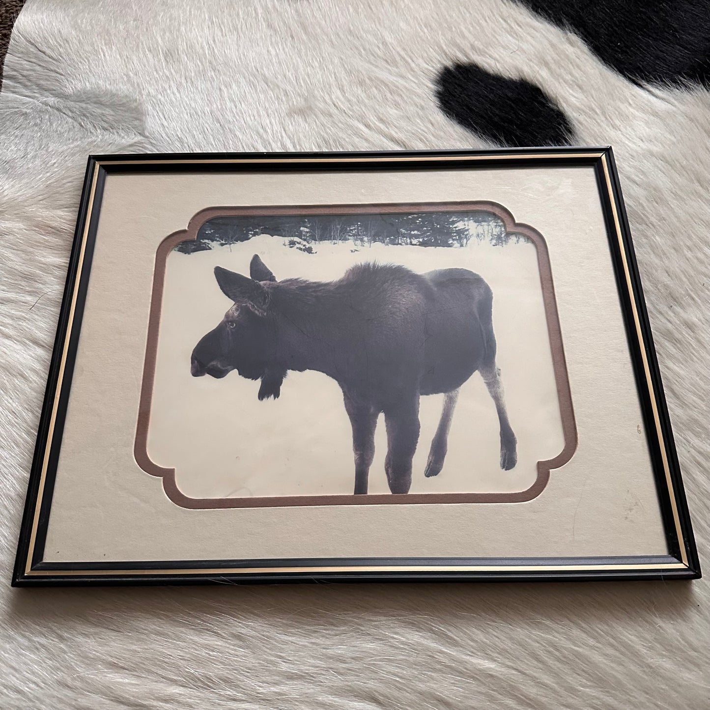 Moose Photo in Custom Matte & Frame