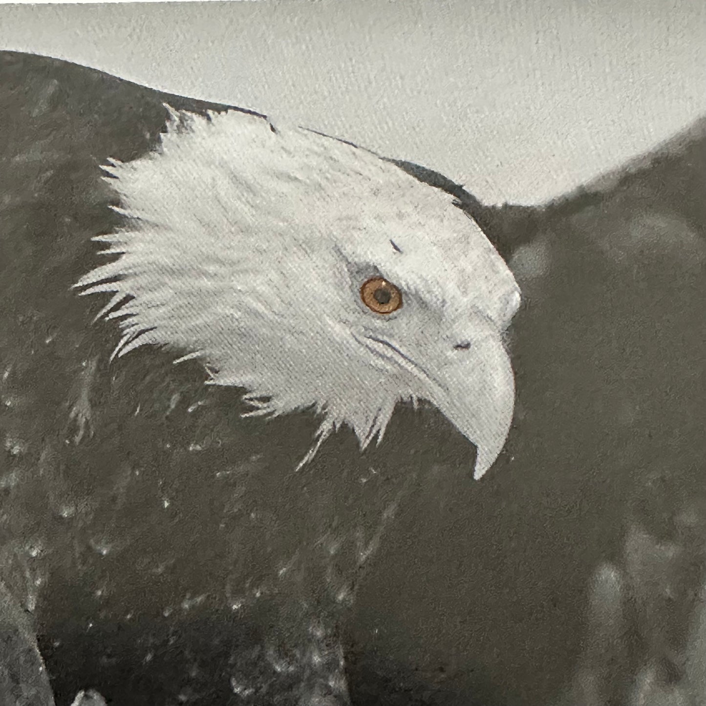 "Gotcha NC 76" Eagle Black & White Photo Card, 6.75"X5" Art Print